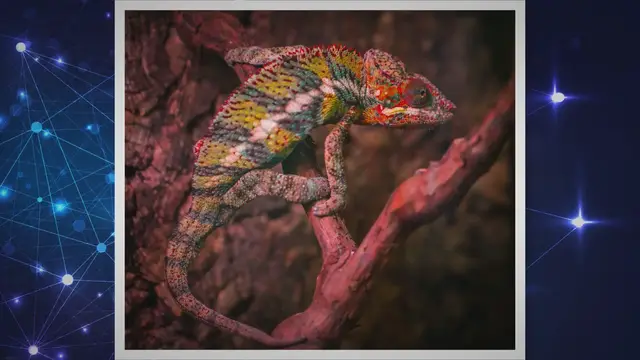Video thumbnail for Cuban False Chameleon Care: A Comprehensive Guide