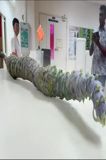 'Video thumbnail for Largest kohlrabi - 2.32 metres (7 ft 7.3 in) grown by Gregory K.K. Chow'