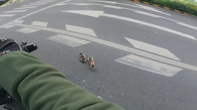 Video thumbnail for Motorcyclist Saves Two Stray Kittens on Busy Road