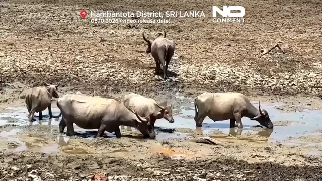 Video thumbnail for Dry wells and shrinking water holes as drought grips Sri Lanka