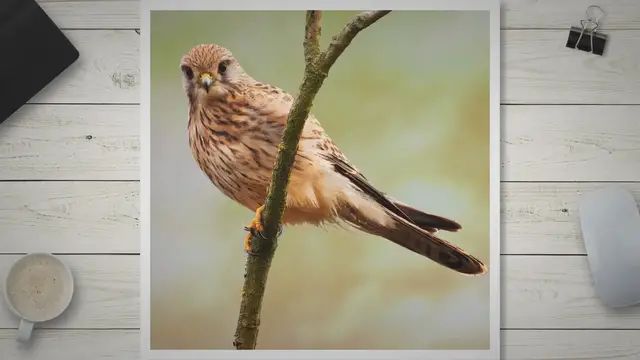 Video thumbnail for Hawk Vs Falcon: A Comprehensive Comparison