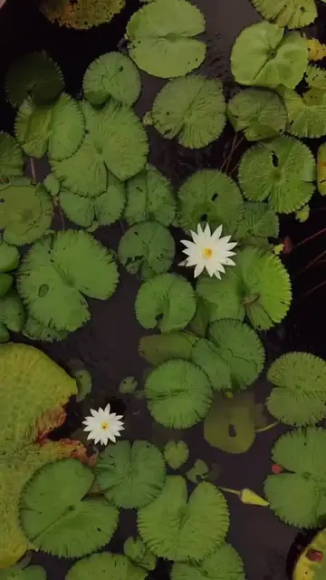 Video thumbnail for Inside the Real White Lotus Hotel in Koh Samui