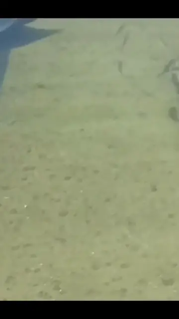 Video thumbnail for Schmetterlingsrochen in Pool Arguineguin