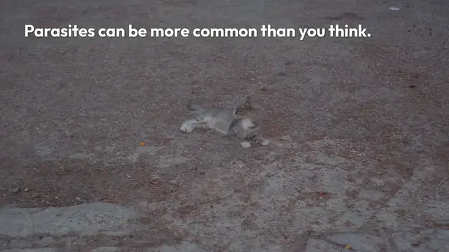 Video thumbnail for 7 Signs of Parasite Infection