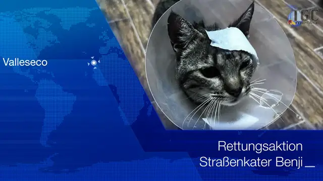 Video thumbnail for Wochenrückblick vom 04.08.2024 von Gran Canaria