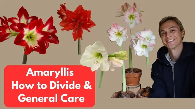 Video thumbnail for Amaryllis: How to Divide with Easy Planting Demo & Care Tips (Hippeastrum)