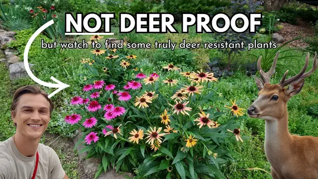 Video thumbnail for 20 DEER PROOF Plants - Truly Deer Resistant