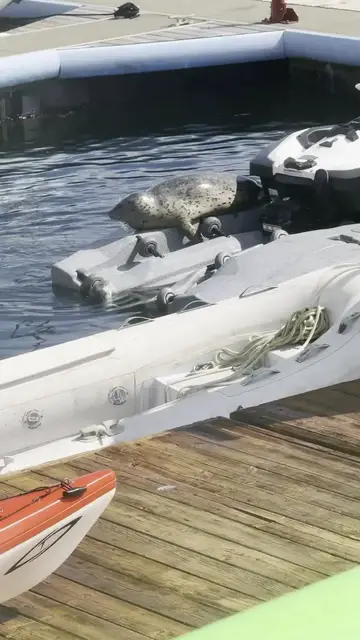 Video thumbnail for Harbor Seal Mother Resting with Newborn Pup at Peaceful Marina
