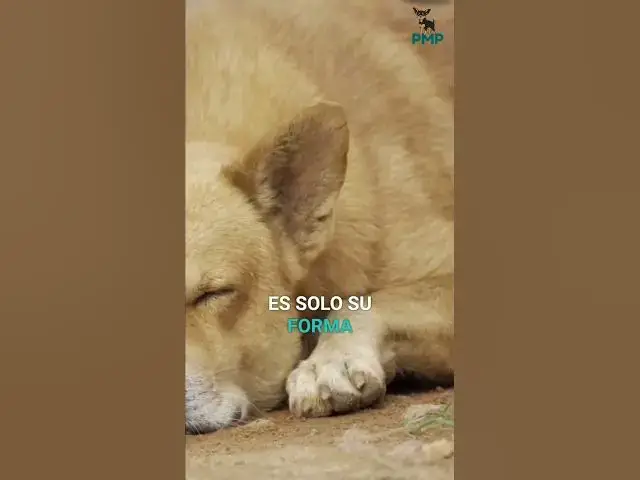 Video thumbnail for Mini Pinscher: Señales de Confianza y Descanso Perfecto #shorts