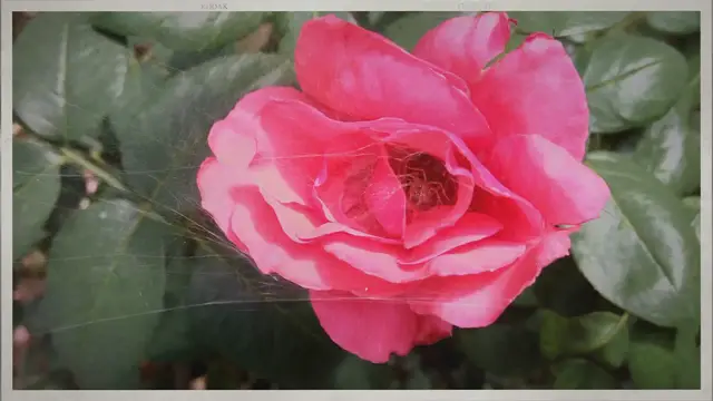 Video thumbnail for Red-Tailed Hawk vs Bald Eagle: A Clash of Avian Titans