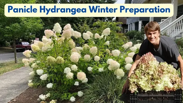 Video thumbnail for Panicle Hydrangea - Deadhead/Prune Correctly in Autumn - Fall Cleanup