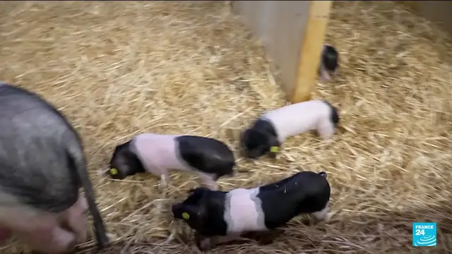 Video thumbnail for Paris Agriculture Fair opens without cows for first time due to disease fears