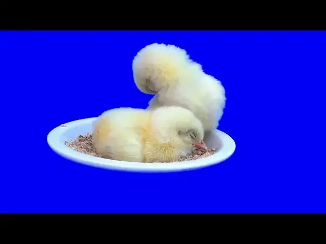 Video thumbnail for Chicks