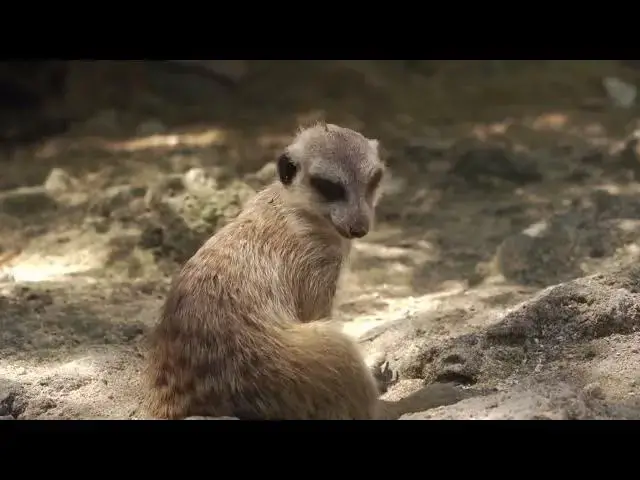 Video thumbnail for Marketeers