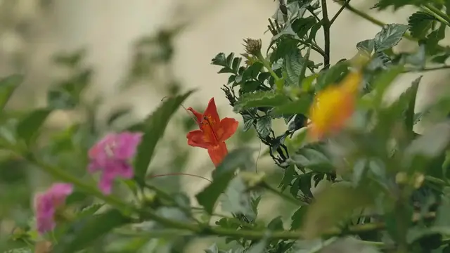 Video thumbnail for Tips for Growing Delphiniums