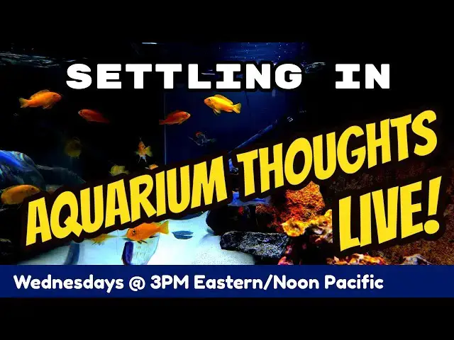 Video thumbnail for Settling in after the move - Aquarium Thoughts LIVE #20-02