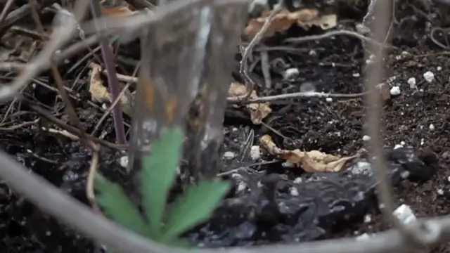 Video thumbnail for Dividing Hostas Tutorial