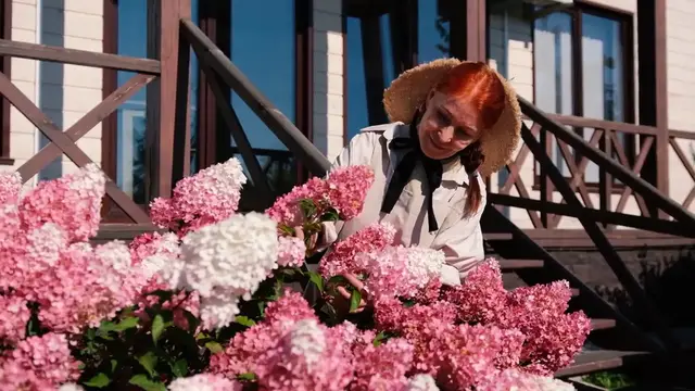 Video thumbnail for When to Prune Hydrangeas