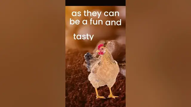 'Video thumbnail for Can Chickens Eat Coffee Grounds #shorts #shortvideo'