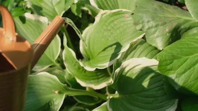 Video thumbnail for Common Hosta Diseases