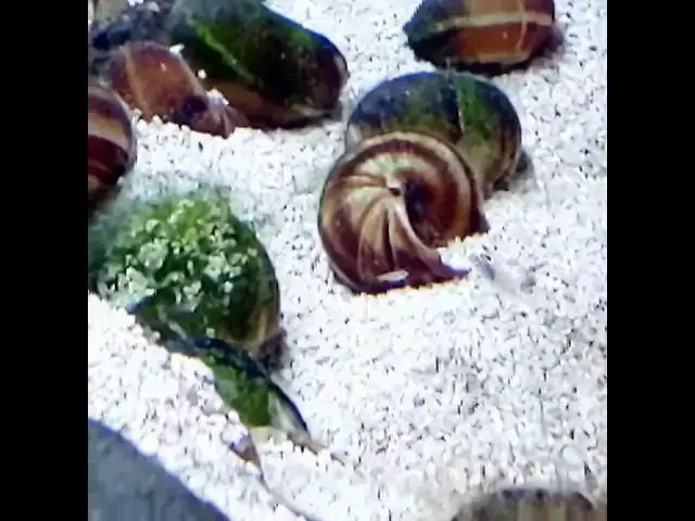 Video thumbnail for Neolamprologus Multifactieous Fry! #Shorts