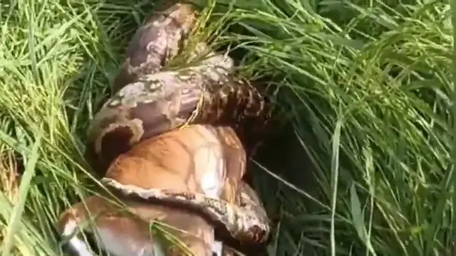 Video thumbnail for India: Fatehpur: 12-foot python swallows nilgai calf in paddy field.