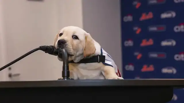 Video thumbnail for A bright spot in Queens: Mets, VetDogs introduce service-dog “Howie”