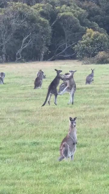 Video thumbnail for Kangaroo Boxing Match on a Quiet Meadow