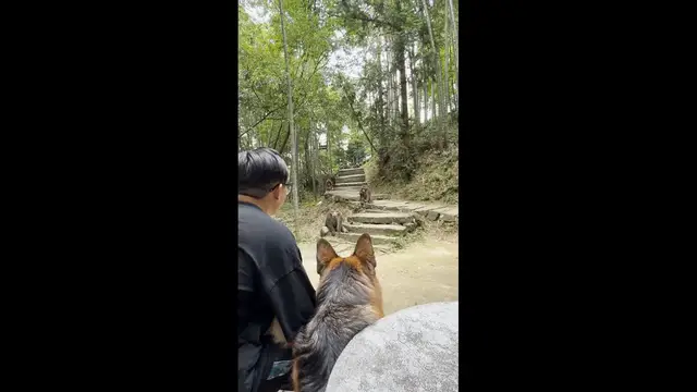 Video thumbnail for German Shepherd Encounters Monkeys at Jiangsu Mountain Park