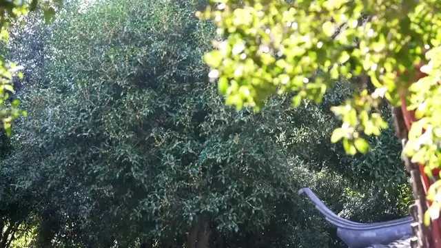 Video thumbnail for China: Osmanthus blossoms usher in autumn rituals in Hangzhou.