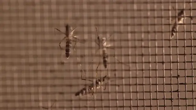 Video thumbnail for Mosquito sample tests positive for West Nile virus in Haverstraw