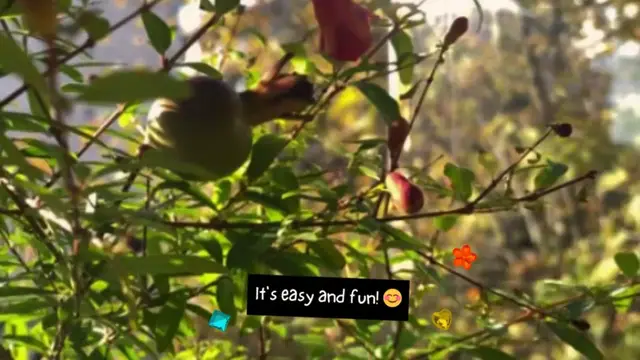 Video thumbnail for How Do You Grow Pomegranates From Seeds