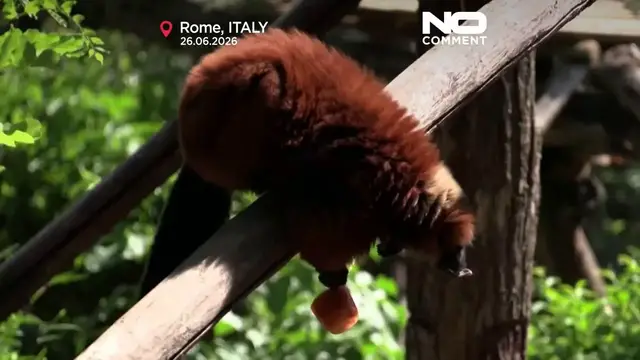 Video thumbnail for Frozen feasts and cool pools help Rome zoo animals survive heatwave