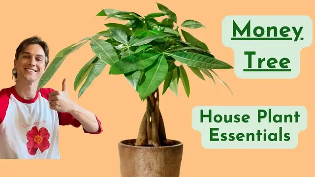 Video thumbnail for Money Tree Plant Care - How to Grow Pachira - Low Maintenance