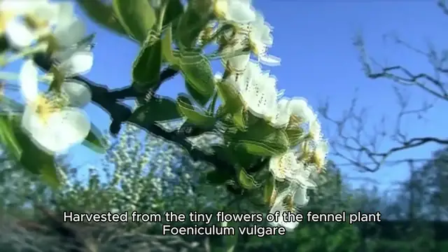 'Video thumbnail for fennel pollen'