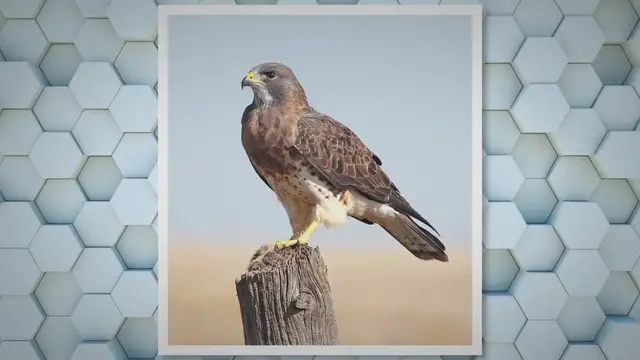 Video thumbnail for Exploring the Average Weight of a Hawk