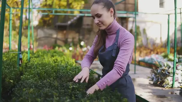 Video thumbnail for Green Velvet Boxwood