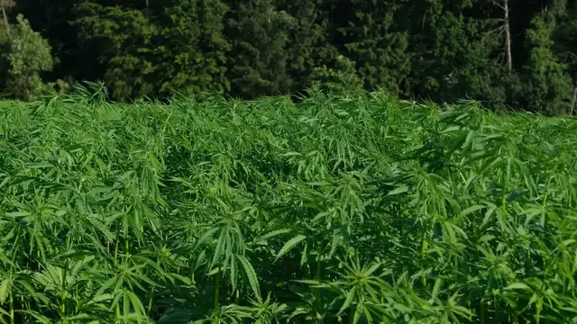 'Video thumbnail for Hemp-Based Resins: Eco-Friendly Innovation in Crafting'
