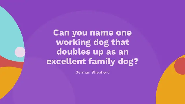 Video thumbnail for 25 adorable German Shepherd mixes (with pictures!)