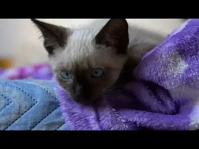 'Video thumbnail for Why do cats stare at walls or empty spaces?'