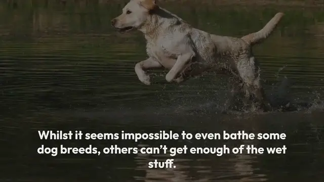 Video thumbnail for 10 dog breeds that love water
