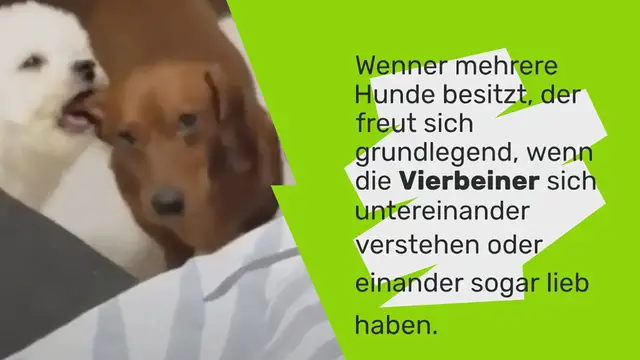 Video thumbnail for Dackel bekommt Liebe von seinen Geschwistern: Was er davon hält, ist nur an seinem Blick zu sehen