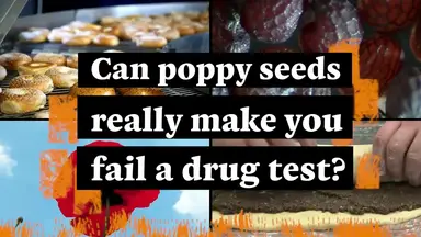 'Video thumbnail for Can Eating Poppy Seeds Make You Fail A Drug Test?'