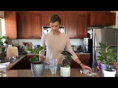 Video thumbnail for Houseplant Watering while Traveling