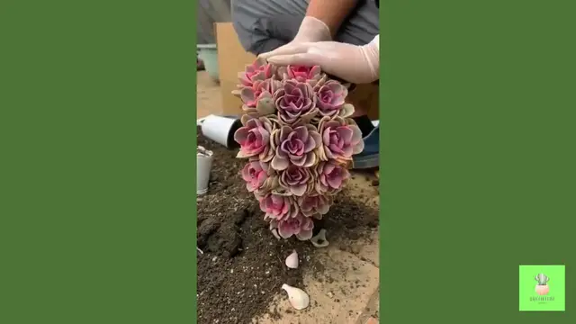 'Video thumbnail for Succulent DIY Ideas from Broken Pot '