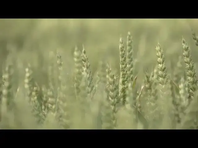 Video thumbnail for WHEAT FARMING