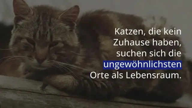 Video thumbnail for Katze lebt im Abwasserkanal: Als sie Junge wirft, ist darunter ein ganz besonderes Kätzchen