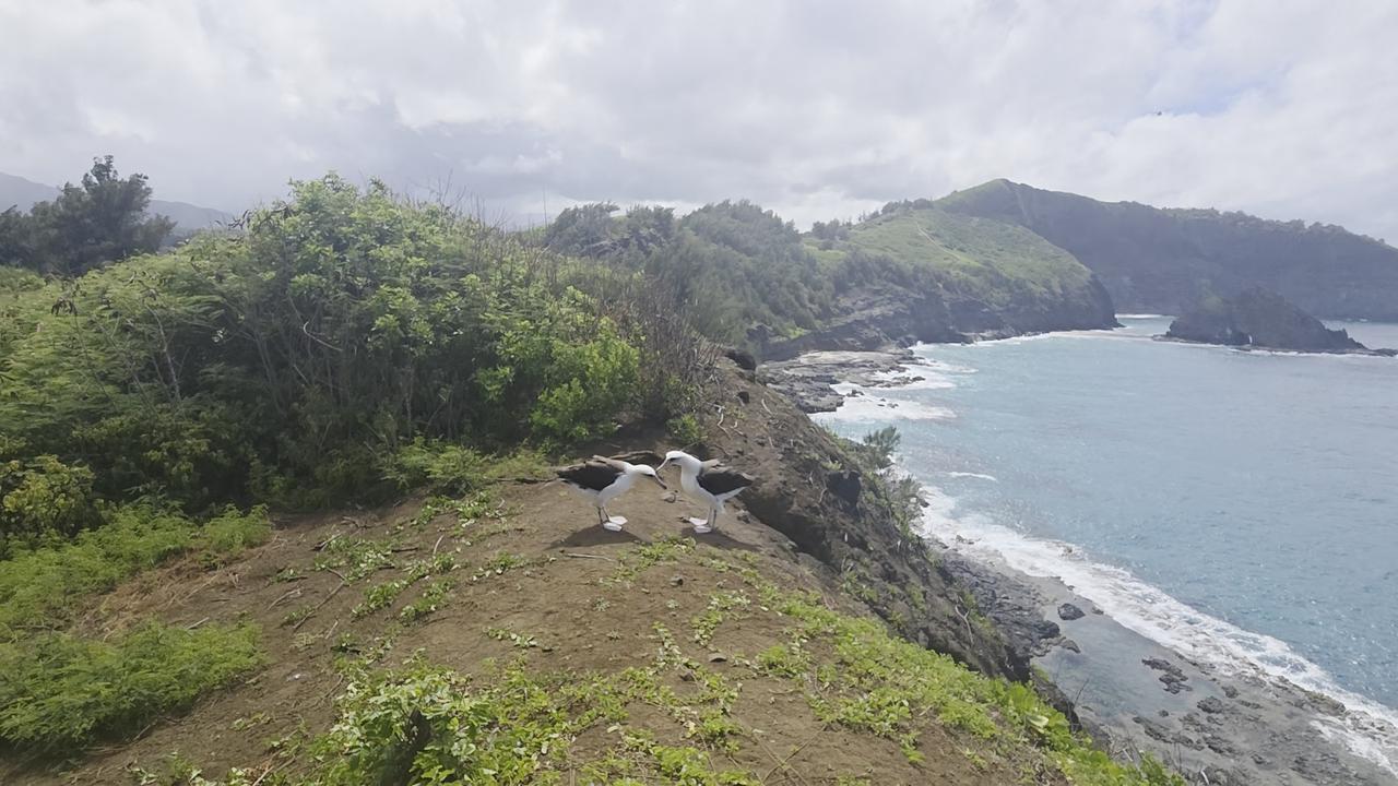 Video thumbnail for Laysan Albatross Saying Goodbye to Their Mate Before Flying Off