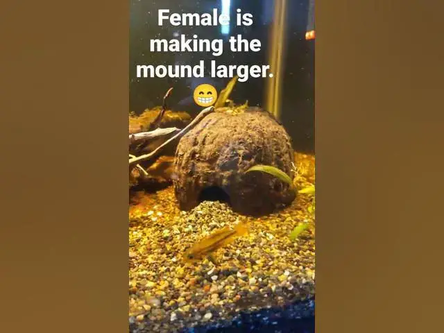 Video thumbnail for Apistogramma Cacautoides Orange Flash female making cave mound larger.