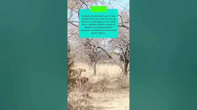 Video thumbnail for Find out where does a Cheetah live #shorts